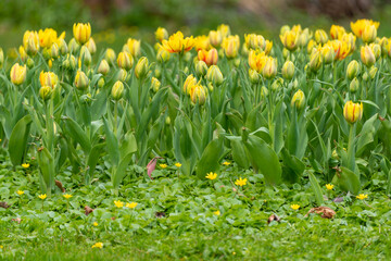 A bed of yellow tulips growing in a bed or garden in a park. There's green grass in the foreground. The bulbed flowers are vibrant yellow with some red stripes. The leaves are vibrant green and tall. 