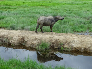 Buffalo in rice paddy