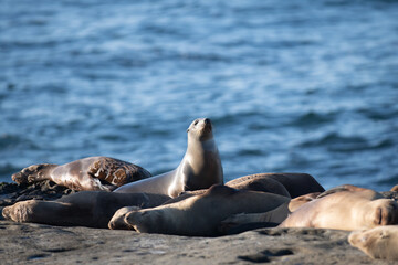 Fototapeta premium Harbor seal. Seals on the rocks. Sea lions on the cliff at La Jolla Cove in San Diego, California.