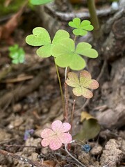 clover on the ground