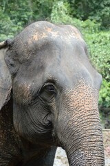 Fototapeta premium close up elephant in nature garden