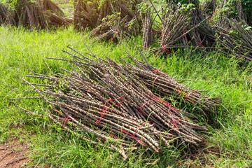 Tapioca fields. Grow cassava. preparing for Cassava field planting, Bunches of breeding sapling of cassava in plant,  isolated on white background.