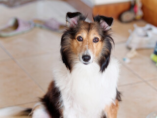 Cute Shetland sheepdog sitting on ground and looking at camera with messy home background, naughty dog concept.