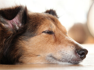 Close up portrait of aged Shetland sheepdog lying on ground with eyes closed in sunny afternoon.