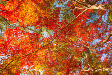 12月の紅葉　東京