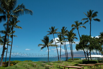 Fototapeta na wymiar Nature landscape in Hawaii, tropical beach with palm tree in crystal clear sea.
