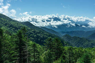 Fototapeta na wymiar 緑の葉が濃い木々と山の頂上を囲む雲