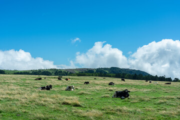 快晴の高原に放牧されている牛