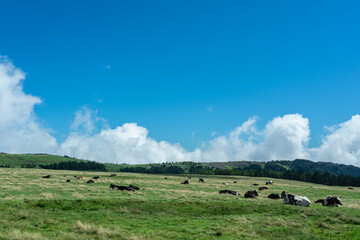 Fototapeta na wymiar 快晴の高原に放牧されている牛