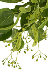 Green leaves and fruits of linden, isolated on white background