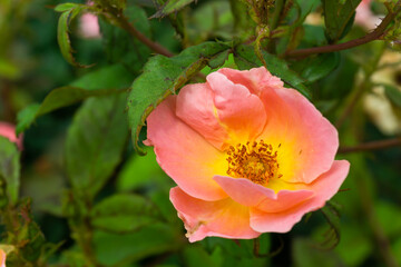 ロサ・ルビギノーサ