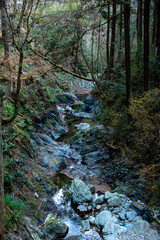 stream in the forest