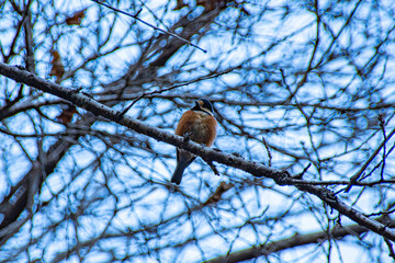 bird on a branch