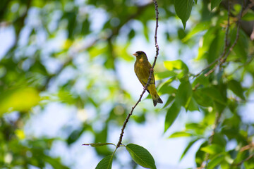 小枝に止まるカワラヒワ