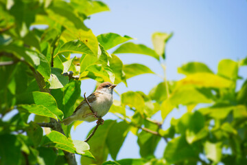 小枝に止まるスズメの幼鳥