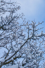 Bare tree branches with snow on them