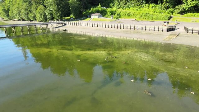 Ducks chillin on lime green coastal water near dock with lush green trees reflection revealing ocean lake aerial drone shot in Illahee Park Bremerton Kitsap Washington State Pacific Northwest
