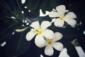 Fototapeta na wymiar Beautiful of white frangipani tropical flowers and green leaves