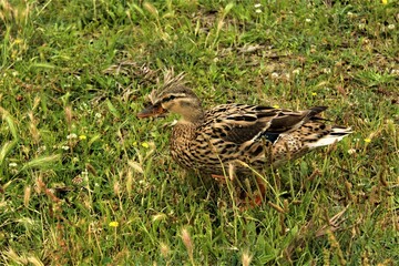 Camouflaged