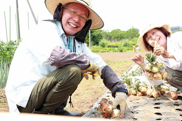 玉ねぎを収穫するシニア夫婦