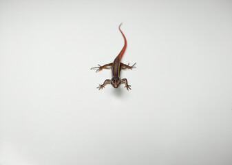 The common dotted garden skink (Lygosoma punctata) isolated on white background