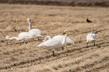 長野県駒ケ根市　休耕田で寛ぐ白鳥の群れ