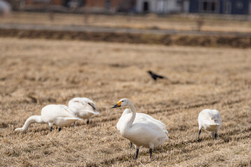 長野県駒ケ根市　休耕田で寛ぐ白鳥の群れ