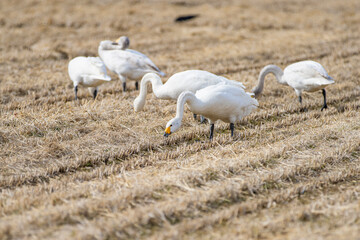 長野県駒ケ根市　休耕田で寛ぐ白鳥の群れ
