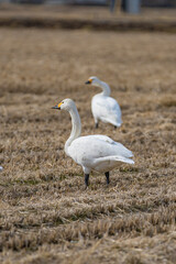 長野県駒ケ根市　休耕田で寛ぐ白鳥の群れ