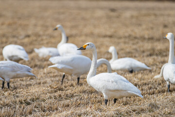 長野県駒ケ根市　休耕田で寛ぐ白鳥の群れ