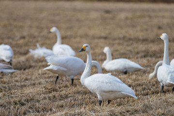 長野県駒ケ根市　休耕田で寛ぐ白鳥の群れ