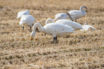 長野県駒ケ根市　休耕田で寛ぐ白鳥の群れ