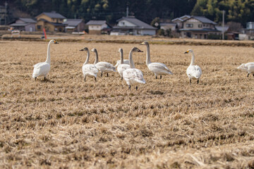 長野県駒ケ根市　休耕田で寛ぐ白鳥の群れ