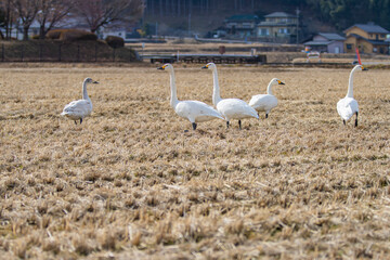 長野県駒ケ根市 休耕田で寛ぐ白鳥の群れ