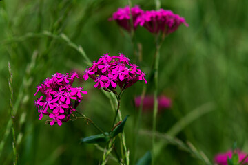 Fototapeta premium flowers in the field