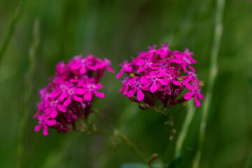 Obraz premium flowers in the field