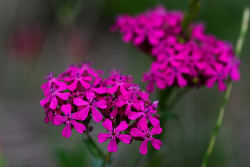 Obraz premium close up of a flower