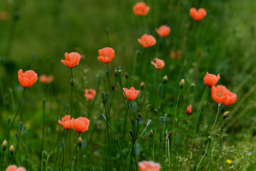 field of red poppies