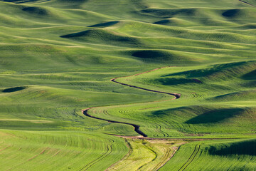 View of the Palouse, a vast agricultural region in eastern Washington