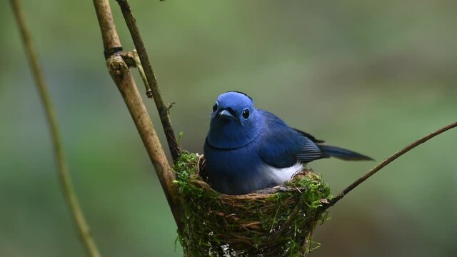 Black-naped Blue Flycatcher, Hypothymis azurea, Thailand; seen within the nest as the camera focuses on the nestling peeking out, the parent bird keeps them back in to be protected clean.