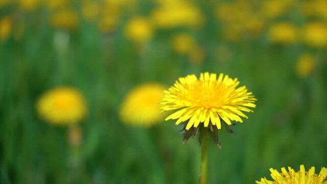 Yellow Dandelion Flower Against a Yellow-green Bokeh. Green Dandelion Leaves. Dandelions Bloom in Spring. View From Above.