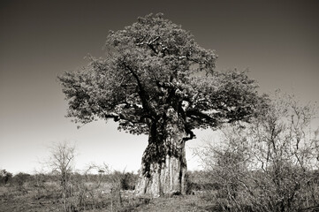 A black and while photo of a Baobab Tree.  Kruger National Park.  South Africa.