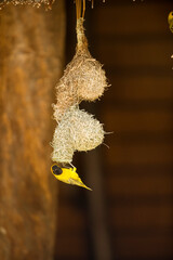 African Weaver Birds.  Kruger National Park.  South Africa.