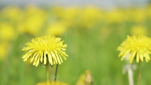 Yellow Dandelion Flower Against a Yellow-green Bokeh. Green Dandelion Leaves. Dandelions Bloom in Spring. View From Above.