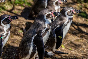 長野県飯田市　動物園のペンギン