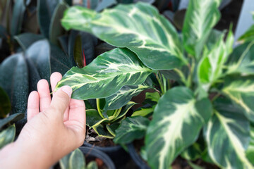 Bright spring leaves on the tree