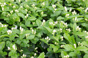 Bright spring leaves on the tree