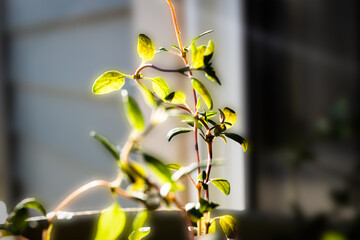 Macro Closeup of Thyme Bunch on Plant