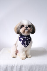 shih tzu puppy