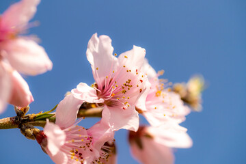 果樹園の桃の花
